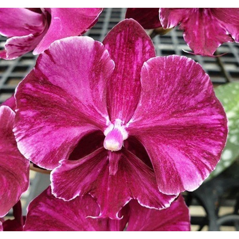 Орхiдея Phal. Miki Black Marble 469 big lip - купити, доставка Україна